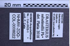 Etiketten zu Drasterius sabatinellii (Platia, 2015) (NHMW-ZOO-COL-0008022)